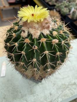 Wigginsia sellowii